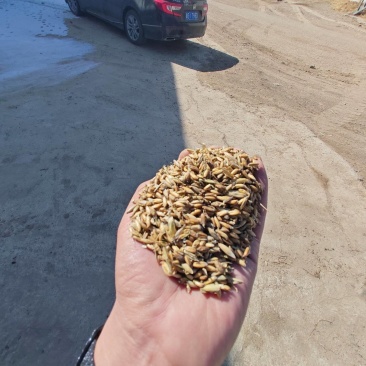 现有200吨左右莜麦出售