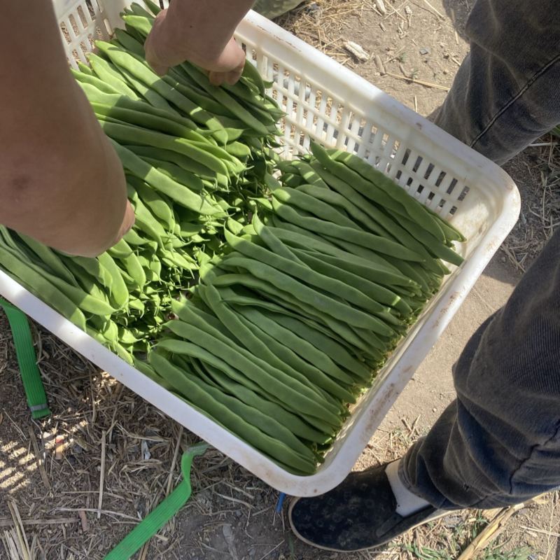 济南市商河县芸豆种植基地