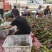 上市攀枝花市本地芒果批发贵妃芒果上熟市了5月上市