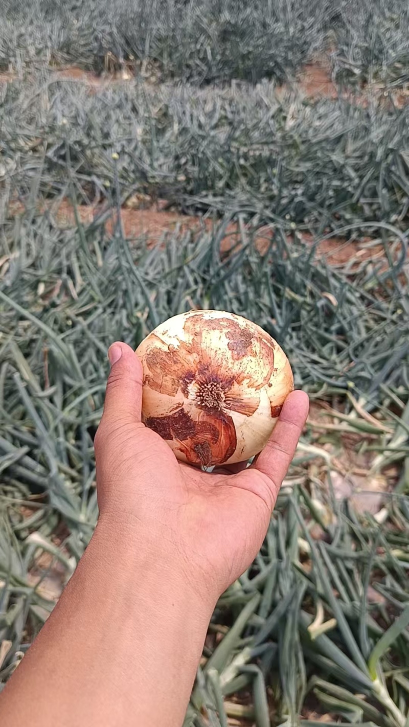 黄洋葱工厂，市场都可以发货，精品通货一手货源