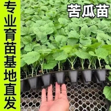 精品穴盘苦瓜苗