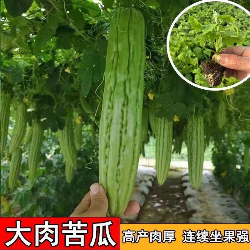 精品穴盘苦瓜苗