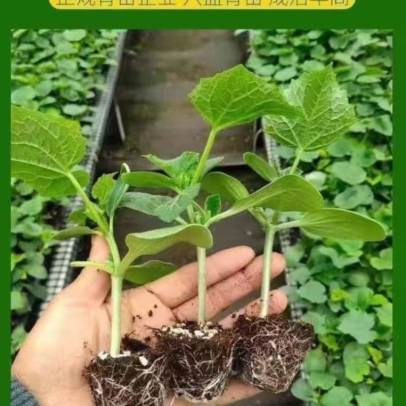 精品穴盘苦瓜苗