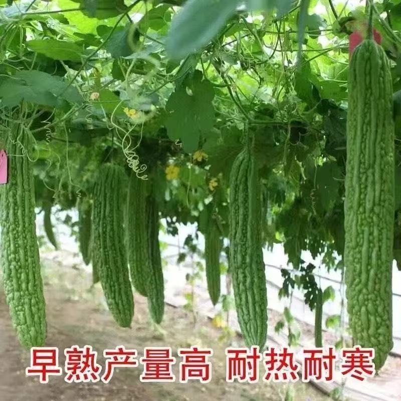 精品穴盘苦瓜苗