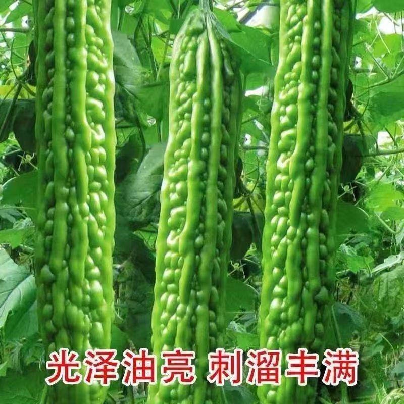 精品穴盘苦瓜苗