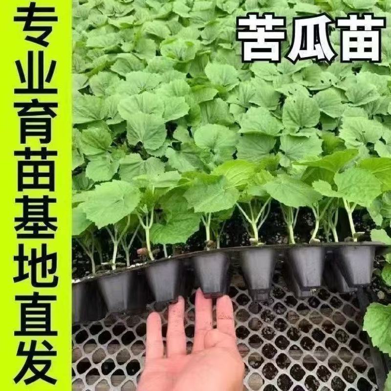 精品穴盘苦瓜苗