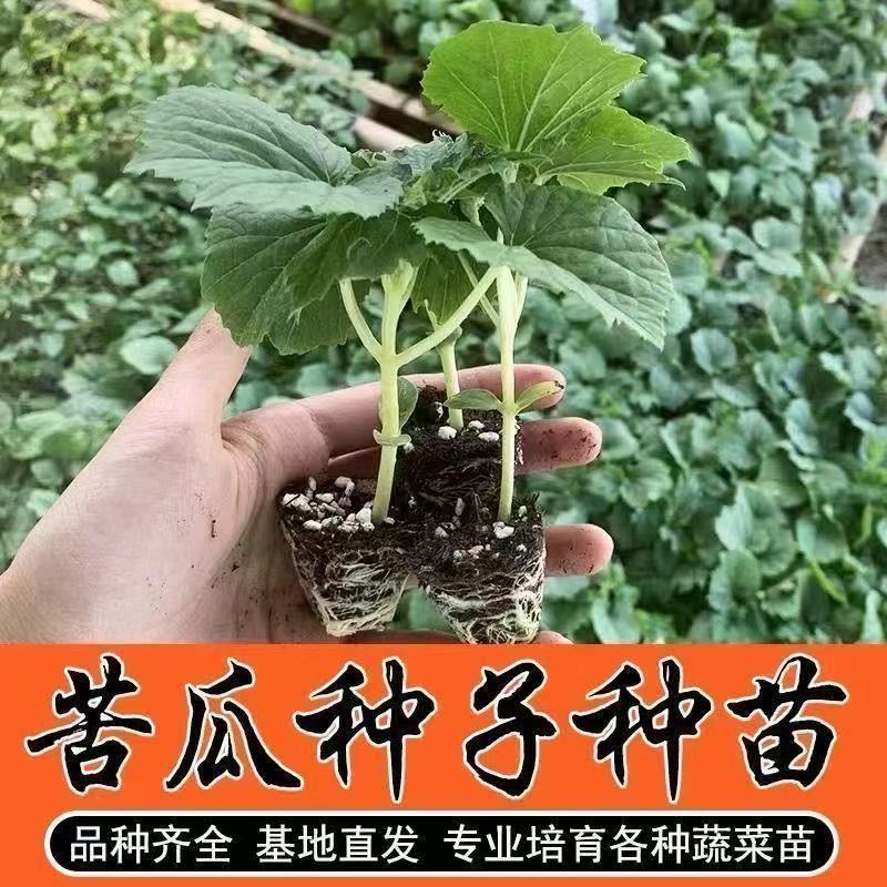 精品穴盘苦瓜苗