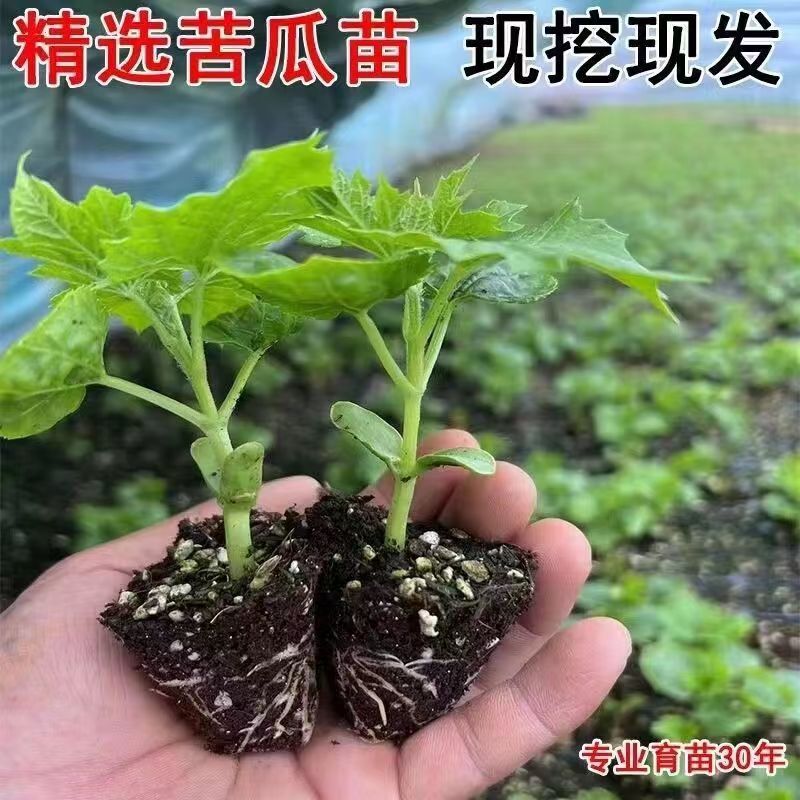 精品穴盘苦瓜苗