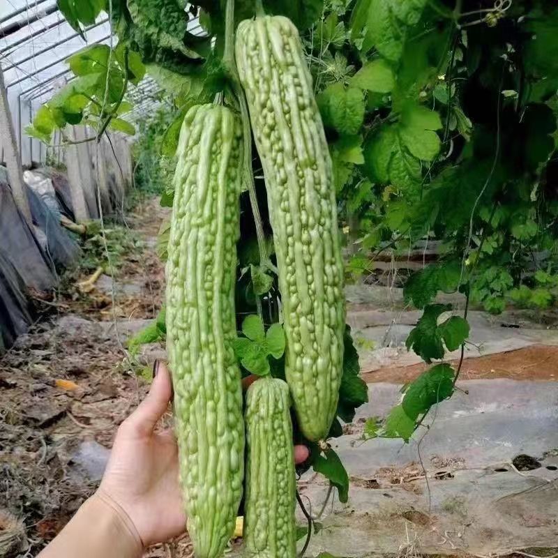 精品穴盘苦瓜苗