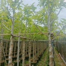 白玉兰骨架货5-8分基地供应量大从优诚信经营欢迎咨询