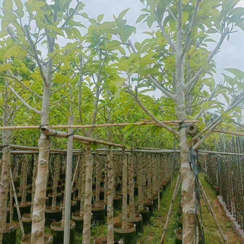 白玉兰骨架货5-8分基地供应量大从优诚信经营欢迎咨询