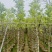 白玉兰骨架货5-8分基地供应量大从优诚信经营欢迎咨询
