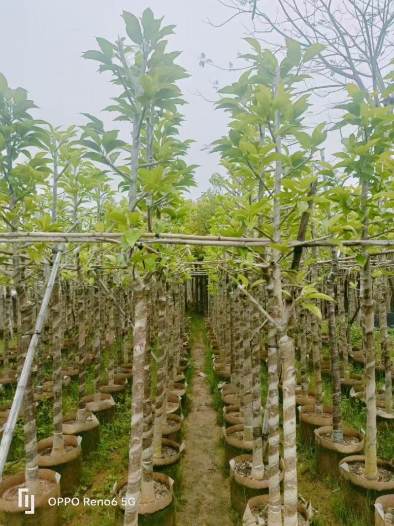 白玉兰骨架货5-8分基地供应量大从优诚信经营欢迎咨询