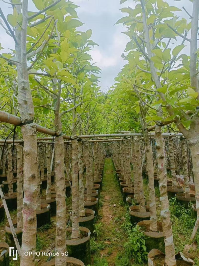 白玉兰骨架货5-8分基地供应量大从优诚信经营欢迎咨询