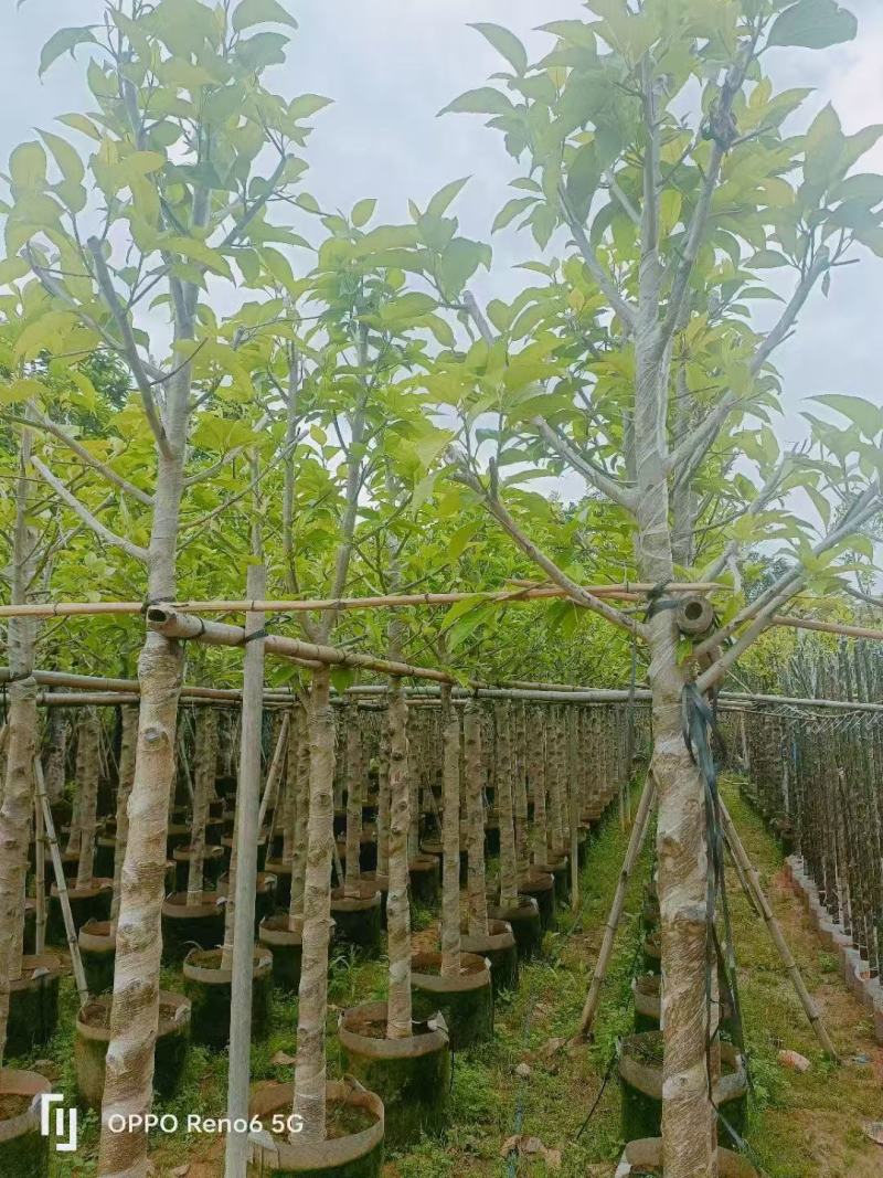 白玉兰骨架货5-8分基地供应量大从优诚信经营欢迎咨询