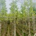 白玉兰骨架货5-8分基地供应量大从优诚信经营欢迎咨询