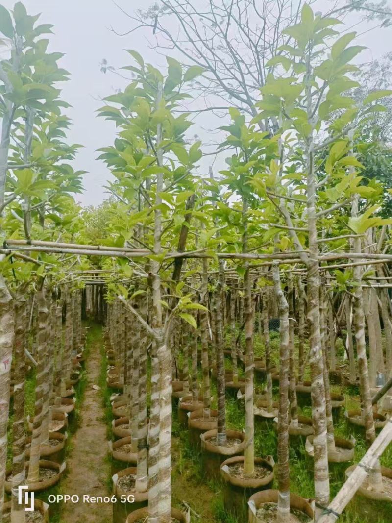 白玉兰骨架货5-8分基地供应量大从优诚信经营欢迎咨询