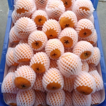 枇杷