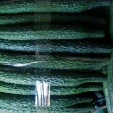 精品大棚密刺黄瓜大量上市精品大棚密刺黄瓜大量上市