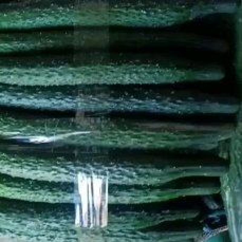 精品大棚密刺黄瓜大量上市精品大棚密刺黄瓜大量上市