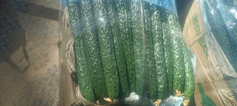 精品大棚密刺黄瓜大量上市精品大棚密刺黄瓜大量上市