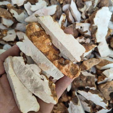 本地土茯苓长条块白肉粉质，足干无碎大量批发，量大欢迎洽谈
