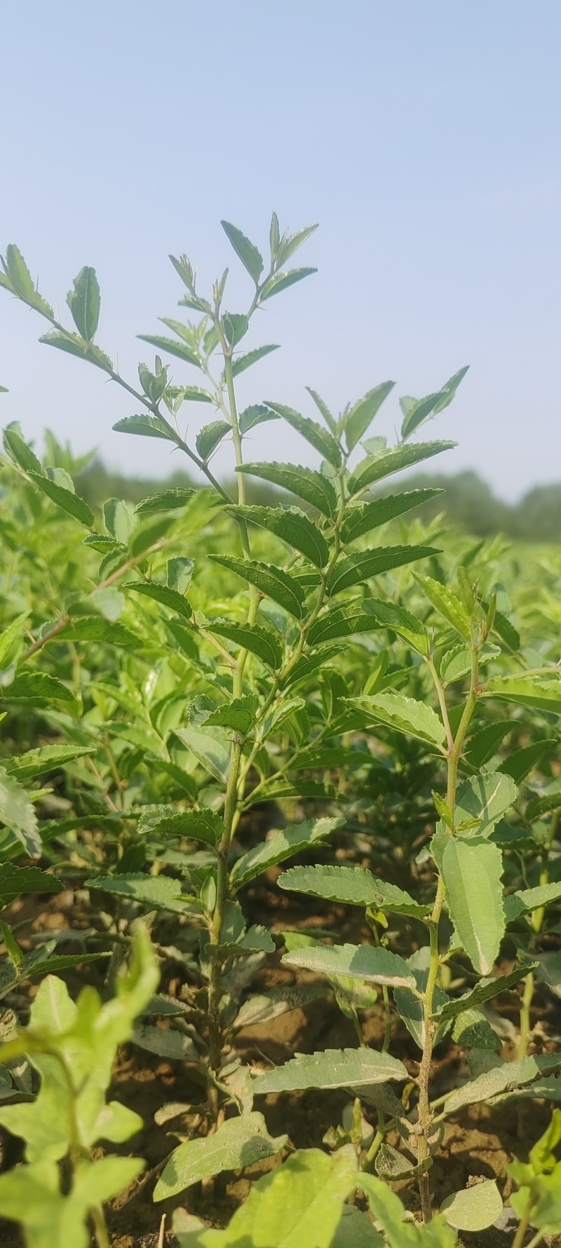 药用酸枣苗，一年杯苗。