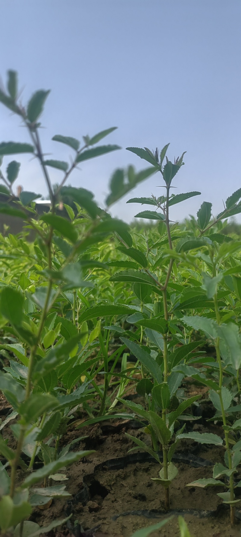 药用酸枣苗，一年杯苗。
