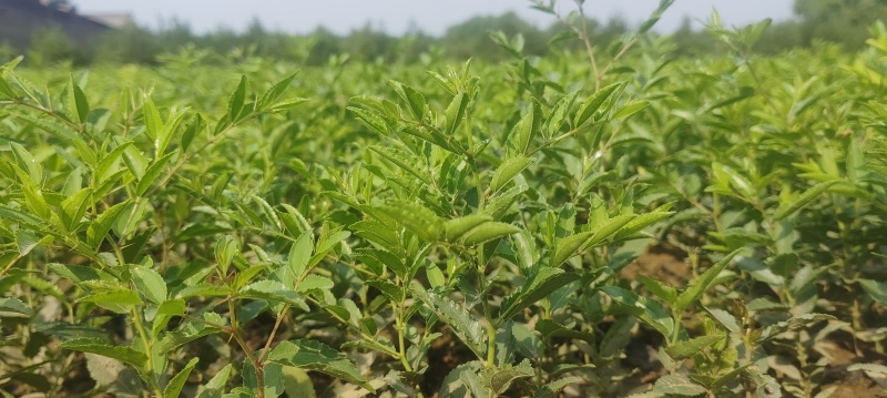 药用酸枣苗，一年杯苗。