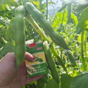 大青豆