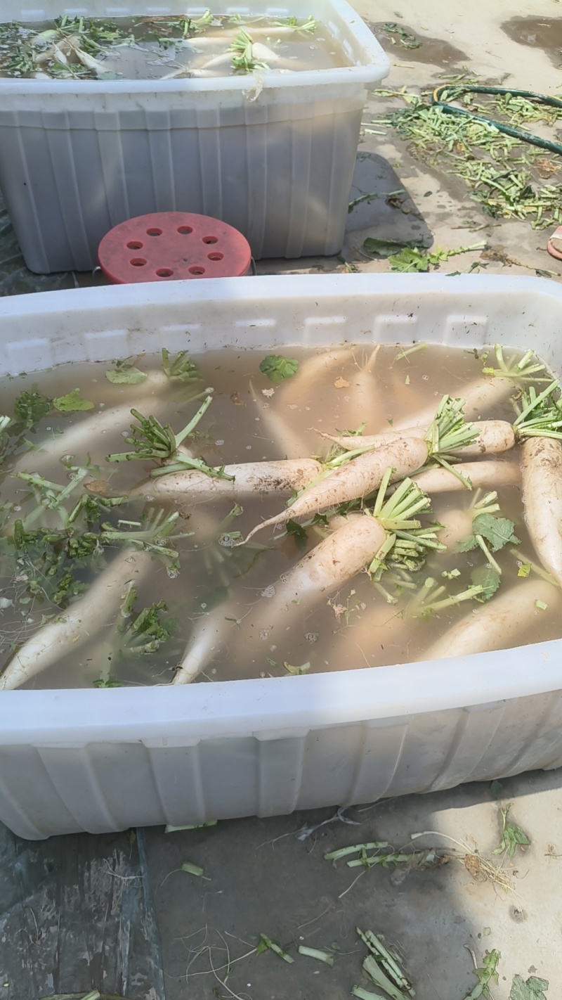 白萝卜
