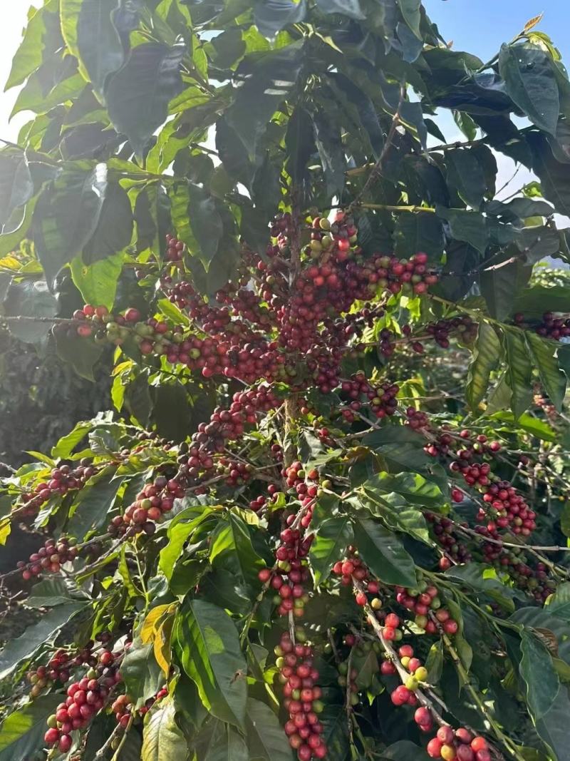 云南咖啡豆种植基地铁皮卡卡蒂姆量大品质优选发货稳定生熟豆