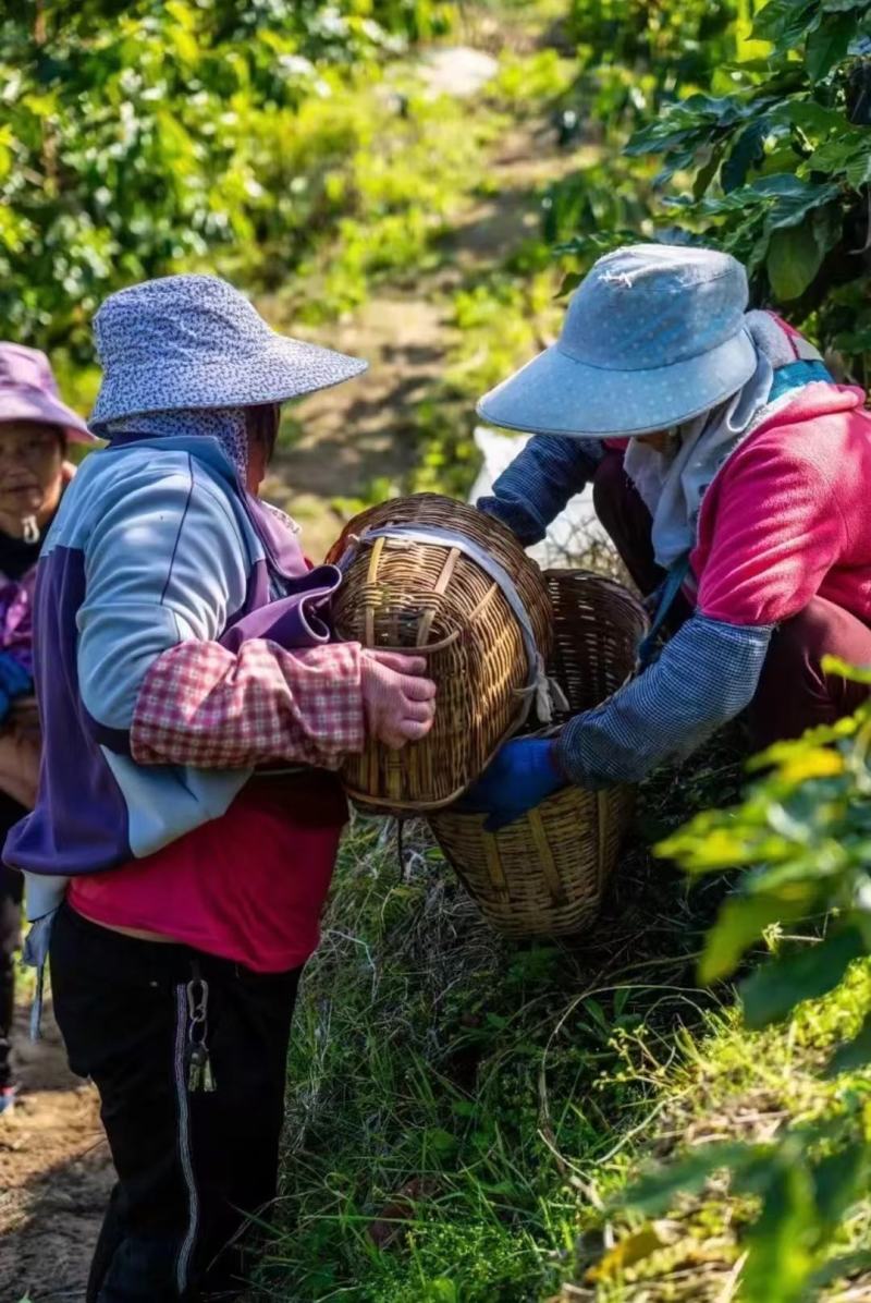云南咖啡豆种植基地铁皮卡卡蒂姆量大品质优选发货稳定生熟豆