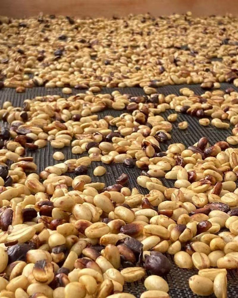 云南咖啡豆种植基地铁皮卡卡蒂姆量大品质优选发货稳定生熟豆
