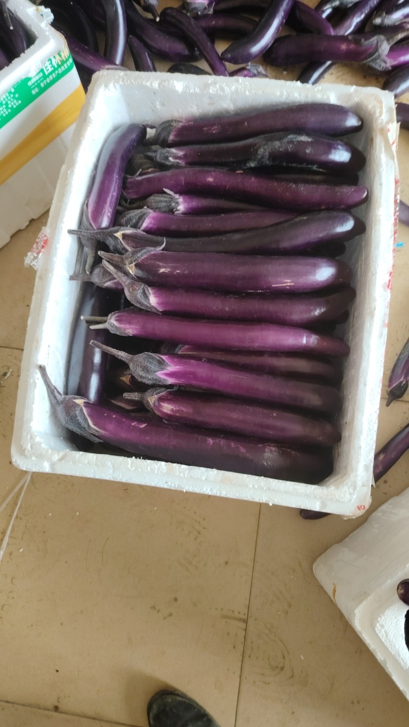 茄子