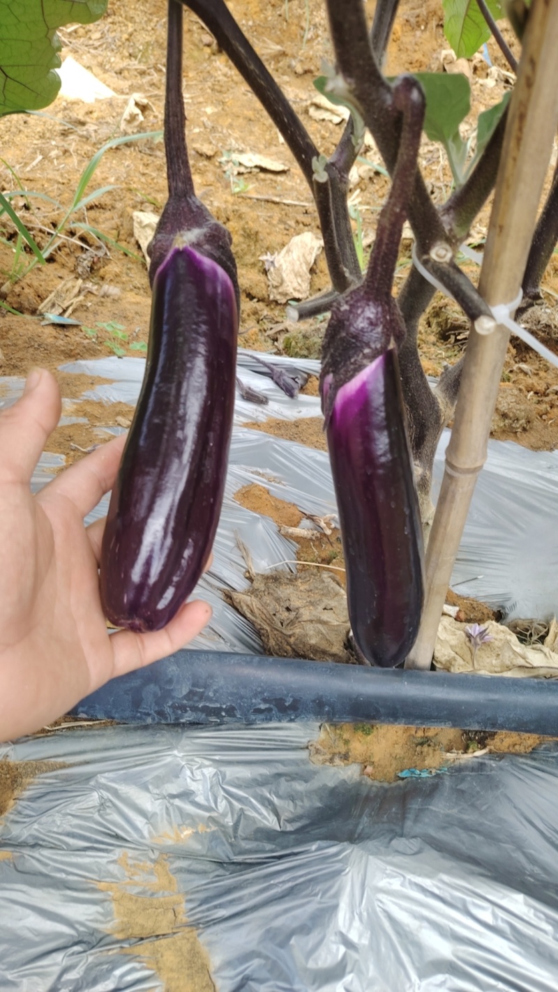 茄子