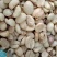 云南咖啡豆种植基地铁皮卡卡蒂姆量大品质优选发货稳定生熟豆