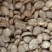 云南咖啡豆种植基地铁皮卡卡蒂姆量大品质优选发货稳定生熟豆