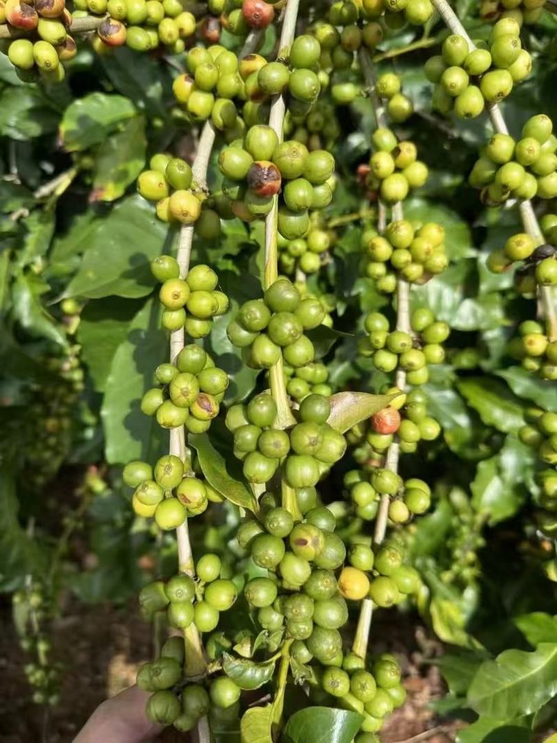 云南咖啡豆种植基地铁皮卡卡蒂姆量大品质优选发货稳定生熟豆