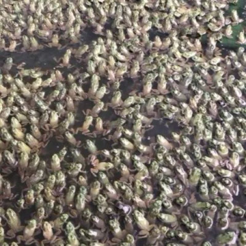 牛蛙苗小蝌蚪水族宠物