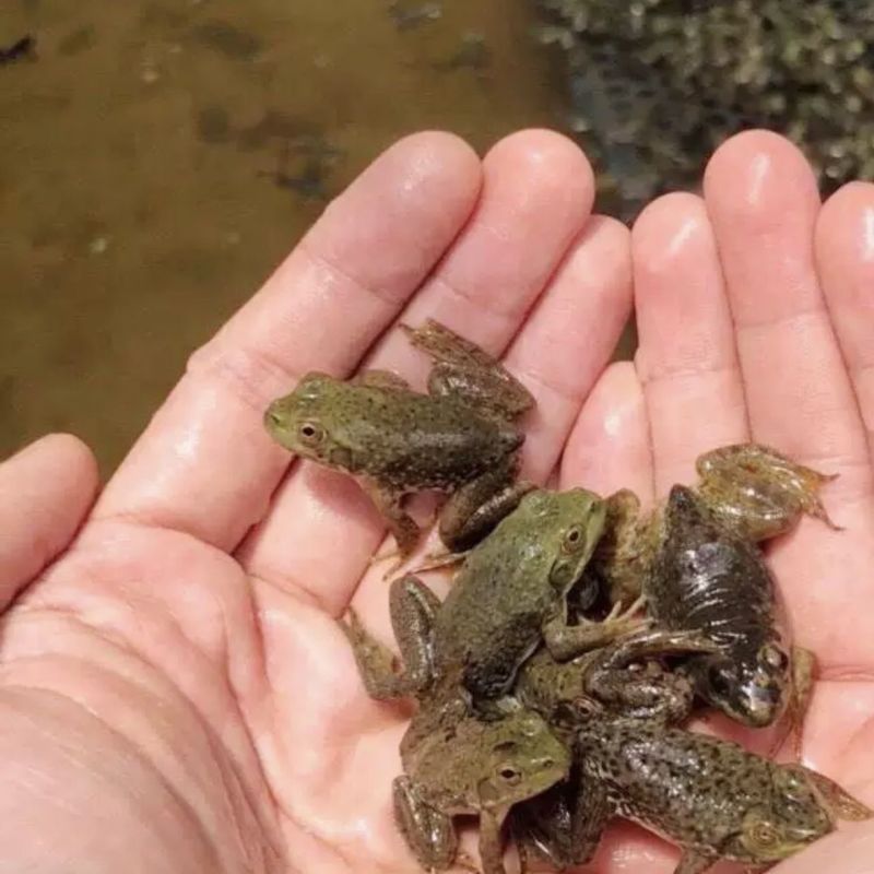 牛蛙苗小蝌蚪水族宠物