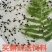牛蛙苗小蝌蚪水族宠物