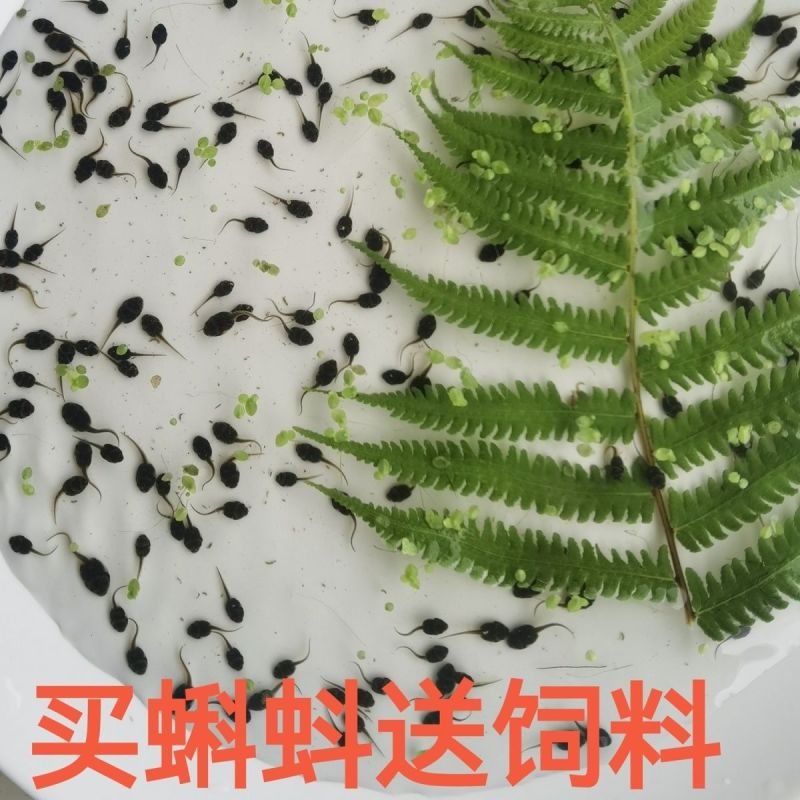 牛蛙苗小蝌蚪水族宠物