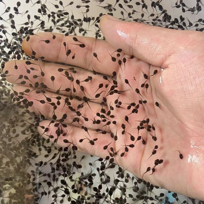 牛蛙苗小蝌蚪水族宠物