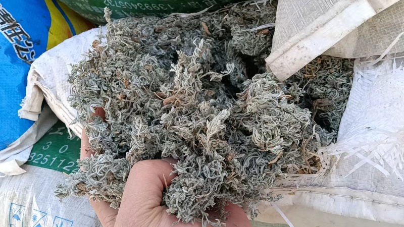 茵陈