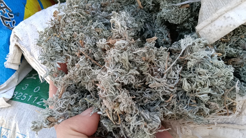 茵陈