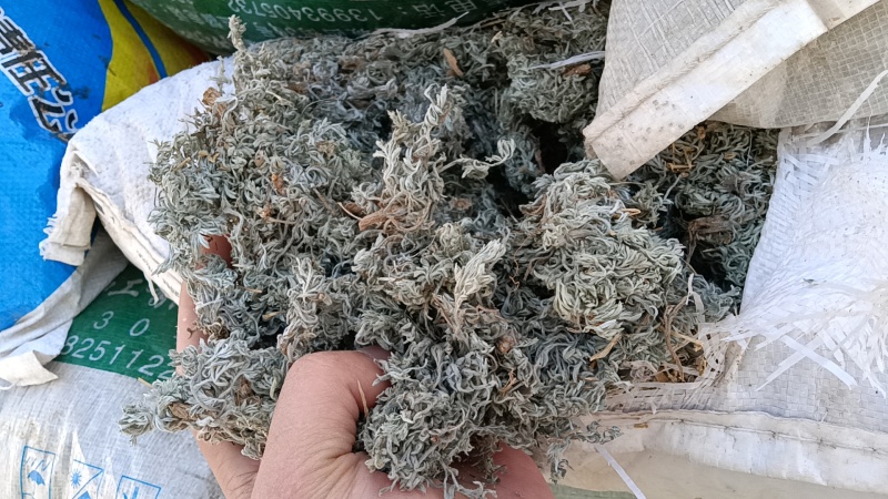 茵陈