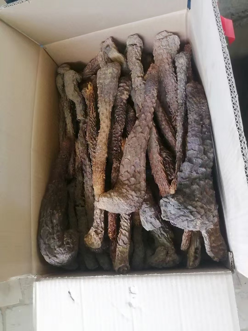 肉苁蓉