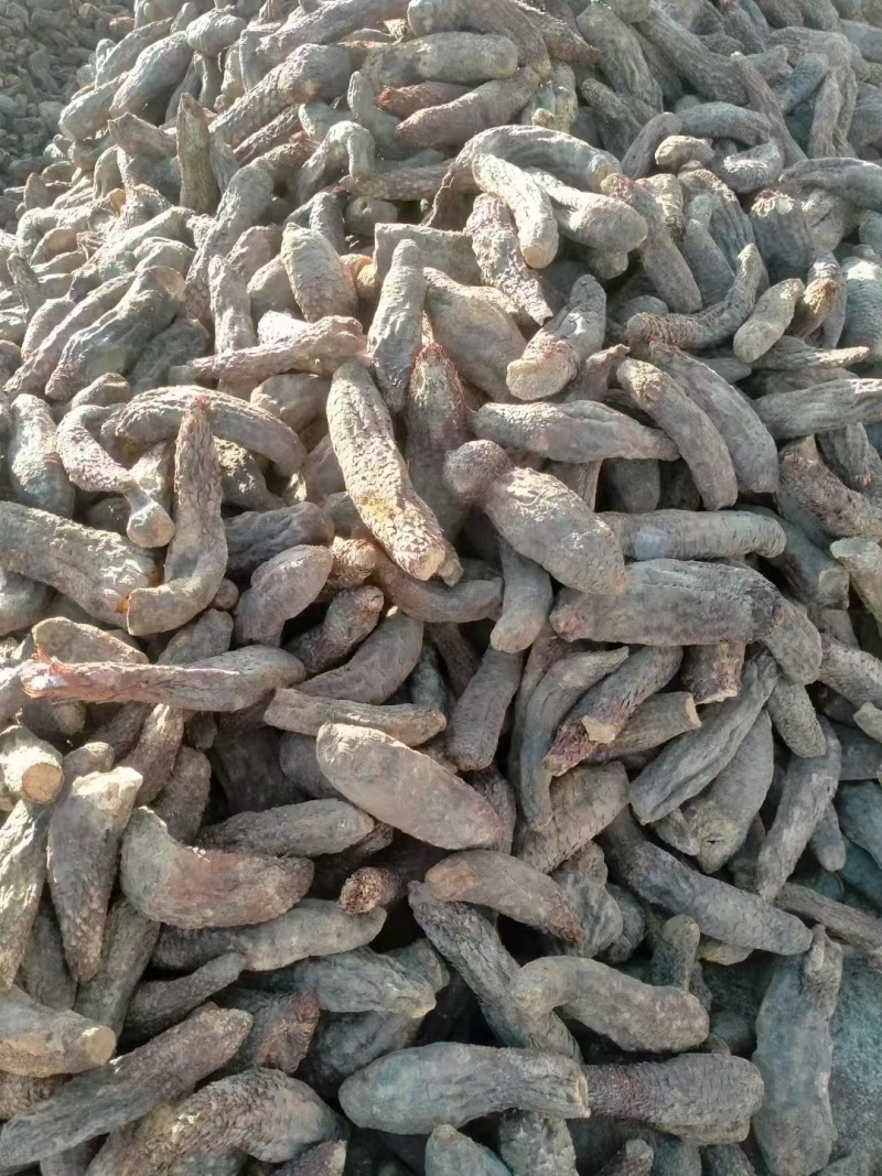 肉苁蓉