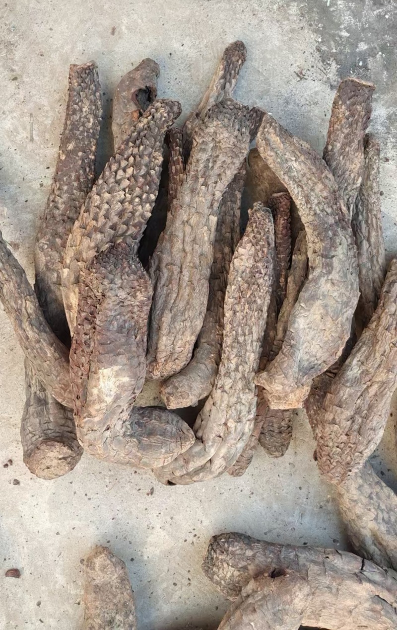 肉苁蓉